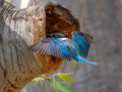 Todiramphus sanctus (Sacred Kingfisher) at Mount Ainslie - 27 Jan 2024 by trevsci