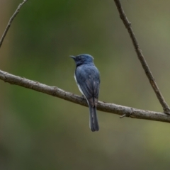 Myiagra rubecula at Mount Ainslie - 23 Jan 2024