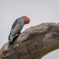 Callocephalon fimbriatum (identifiable birds) (Gang-gang Cockatoo (named birds)) at Mount Ainslie - 23 Jan 2024 by trevsci