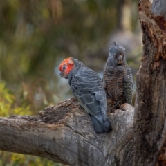 Callocephalon fimbriatum (identifiable birds) at Mount Ainslie - suppressed