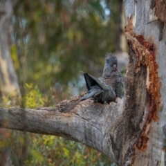 Callocephalon fimbriatum (identifiable birds) at Mount Ainslie - suppressed