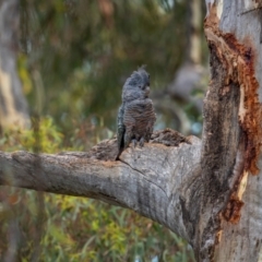 Callocephalon fimbriatum (identifiable birds) at Mount Ainslie - 24 Jan 2024