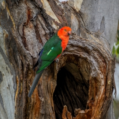 Alisterus scapularis (Australian King-Parrot) at Mount Majura - 23 Jan 2024 by trevsci