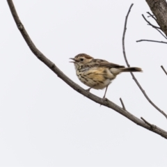 Pyrrholaemus sagittatus (Speckled Warbler) at Mount Majura - 22 Jan 2024 by trevsci