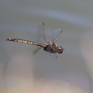 Hemicordulia tau at Symonston, ACT - 27 Jan 2024