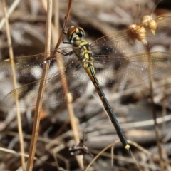 Hemicordulia tau (Tau Emerald) at Nail Can Hill - 26 Jan 2024 by KylieWaldon