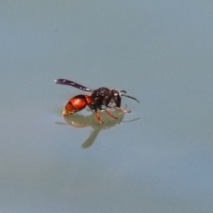 Eumeninae (subfamily) at Symonston, ACT - 27 Jan 2024