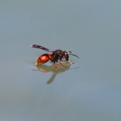 Eumeninae (subfamily) (Unidentified Potter wasp) at Symonston, ACT - 27 Jan 2024 by RodDeb