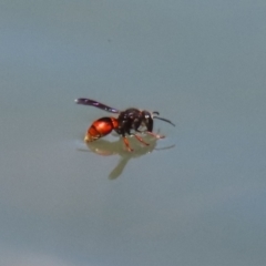 Eumeninae (subfamily) at Symonston, ACT - 27 Jan 2024