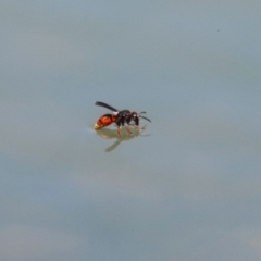 Eumeninae (subfamily) at Symonston, ACT - 27 Jan 2024