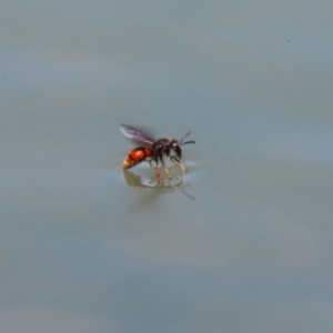 Eumeninae (subfamily) at Symonston, ACT - 27 Jan 2024