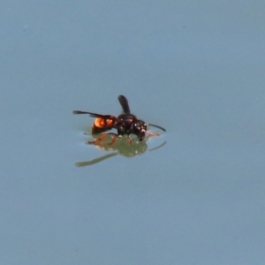 Eumeninae (subfamily) at Symonston, ACT - 27 Jan 2024