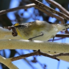 Pardalotus striatus at Symonston, ACT - 27 Jan 2024