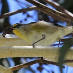 Pardalotus striatus at Symonston, ACT - 27 Jan 2024 12:29 PM