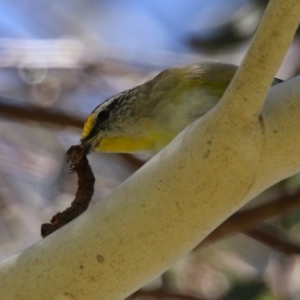 Pardalotus striatus at Symonston, ACT - 27 Jan 2024