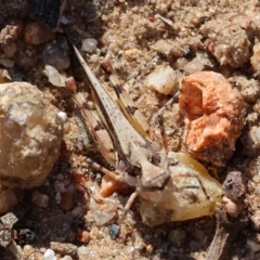 Pycnostictus sp. (genus) (A bandwing grasshopper) at Nail Can Hill - 26 Jan 2024 by KylieWaldon