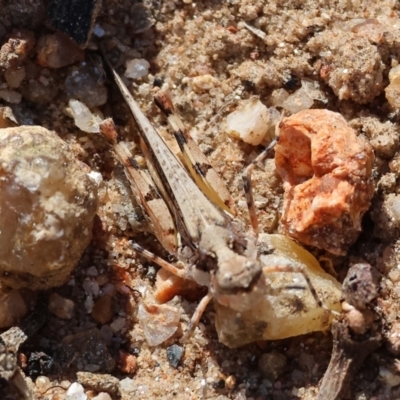 Pycnostictus sp. (genus) (A bandwing grasshopper) at Nail Can Hill - 27 Jan 2024 by KylieWaldon