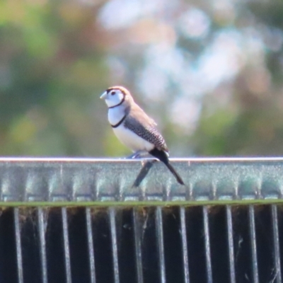 Stizoptera bichenovii (Double-barred Finch) at Symonston, ACT - 27 Jan 2024 by RodDeb