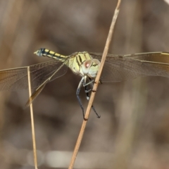 Orthetrum caledonicum at Albury, NSW - 26 Jan 2024 by KylieWaldon