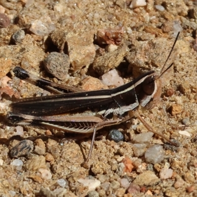 Macrotona australis (Common Macrotona Grasshopper) at Nail Can Hill - 26 Jan 2024 by KylieWaldon