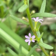 Lythrum hyssopifolia (Small Loosestrife) at Strathnairn, ACT - 25 Jan 2024 by JaneR