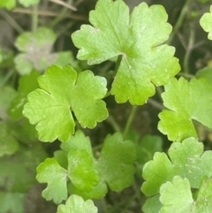 Hydrocotyle sibthorpioides (A Pennywort) at Uriarra Recreation Reserve - 25 Jan 2024 by JaneR