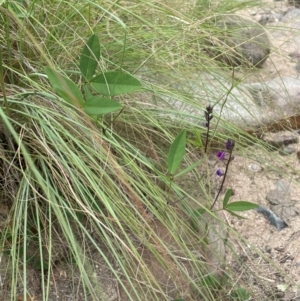 Glycine tabacina at Uriarra Recreation Reserve - 25 Jan 2024