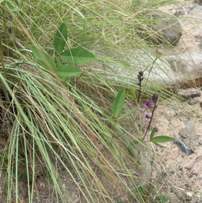 Glycine tabacina (Variable Glycine) at Uriarra Recreation Reserve - 25 Jan 2024 by JaneR