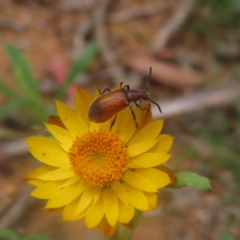 Ecnolagria grandis (Honeybrown beetle) at Monga National Park - 25 Jan 2024 by MatthewFrawley