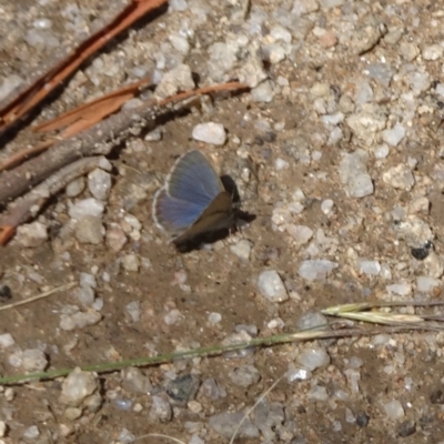 Zizina otis (Common Grass-Blue) at Tharwa, ACT - 26 Jan 2024 by GirtsO