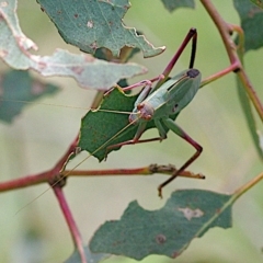 Caedicia simplex at Goorooyarroo NR (ACT) - 20 Jan 2024