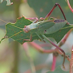 Caedicia simplex at Goorooyarroo NR (ACT) - 20 Jan 2024