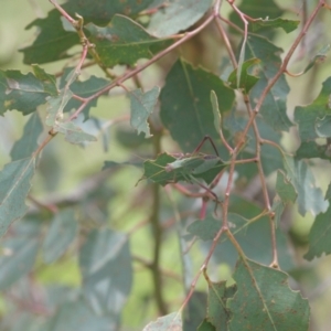 Caedicia simplex at Goorooyarroo NR (ACT) - 20 Jan 2024