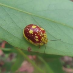 Paropsis maculata (Spotted leaf beetle) at Monga, NSW - 26 Jan 2024 by MatthewFrawley