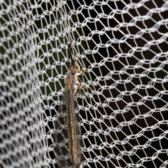 Myrmeleontidae (family) (Unidentified Antlion Lacewing) at Higgins, ACT - 24 Jan 2024 by AlisonMilton