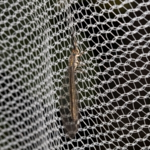 Myrmeleontidae (family) at Higgins, ACT - 25 Jan 2024