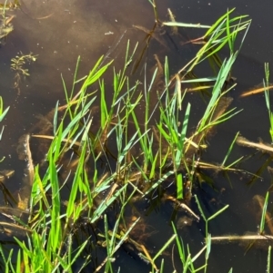 Paspalum distichum at Hall, ACT - 27 Jan 2024 10:32 AM