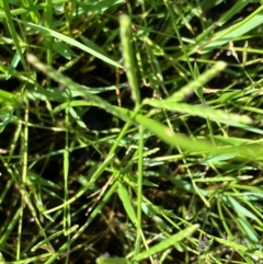 Paspalum distichum at Hall, ACT - 27 Jan 2024