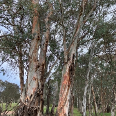 Eucalyptus rubida subsp. rubida (Candlebark) at Hall, ACT - 20 Jan 2024 by strigo
