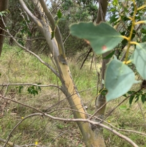 Eucalyptus stellulata at Hall, ACT - 20 Jan 2024 12:16 PM