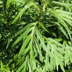 Artemisia verlotiorum at QPRC LGA - 27 Jan 2024