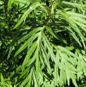 Artemisia verlotiorum at QPRC LGA - 27 Jan 2024