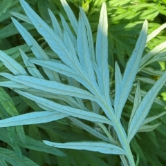 Artemisia verlotiorum at QPRC LGA - 27 Jan 2024