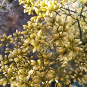 Mordellidae (family) at Justice Robert Hope Reserve (JRH) - 27 Jan 2024