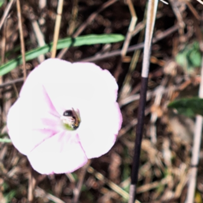 Apiformes (informal group) (Unidentified bee) at Watson Woodlands - 27 Jan 2024 by abread111