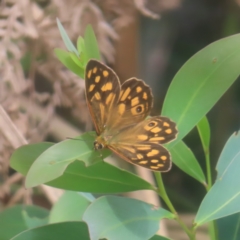 Heteronympha paradelpha (Spotted Brown) at Monga National Park - 26 Jan 2024 by MatthewFrawley