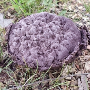 Calvatia cyathiformis at Rugosa - 26 Jan 2024 02:53 PM