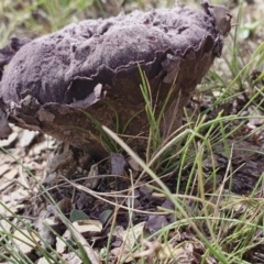 Calvatia cyathiformis at Rugosa - 26 Jan 2024