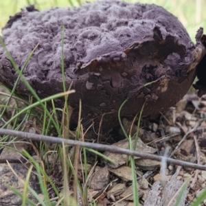 Calvatia cyathiformis at Rugosa - 26 Jan 2024