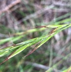 Rytidosperma sp. (Wallaby Grass) at Hall, ACT - 11 Jan 2024 by strigo